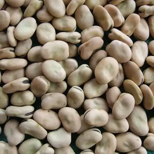 Fava Beans